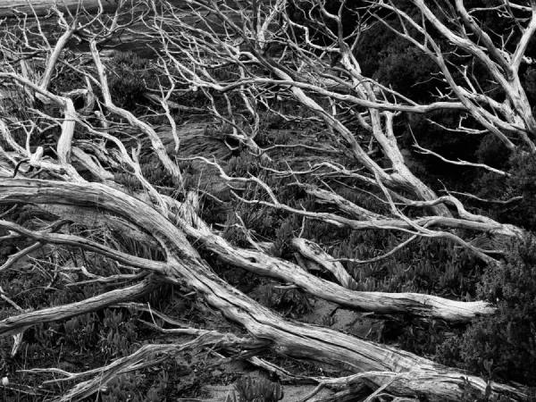 Photograph Des Kleineibst Dead Trees 1 on One Eyeland